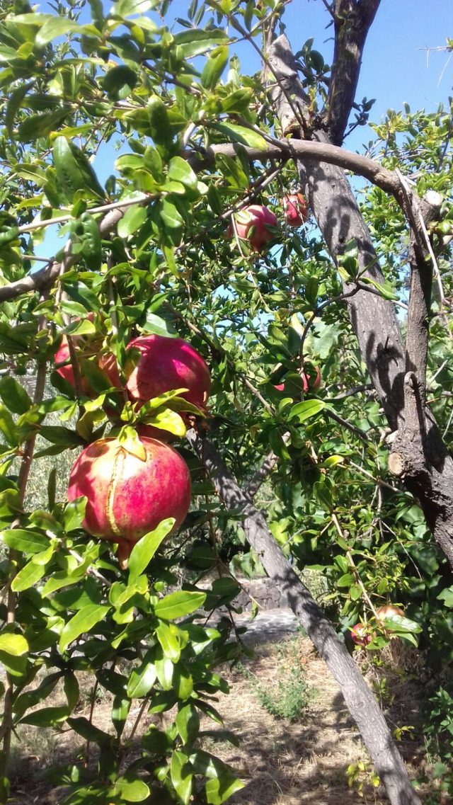 AGOSTO